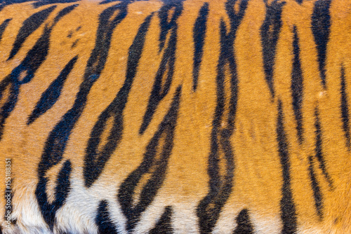 Fototapeta Naklejka Na Ścianę i Meble -  Tiger Fur, Tiger Leather
