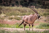 Gemsbok standing in the grass and starring.