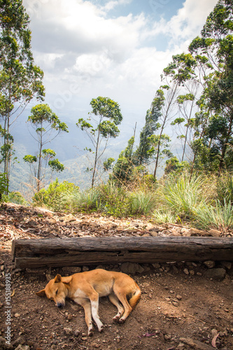 A dog sleeps in the shade at the top of the mountain known as Ella Rock, just outside Ella in Sri Lanka.