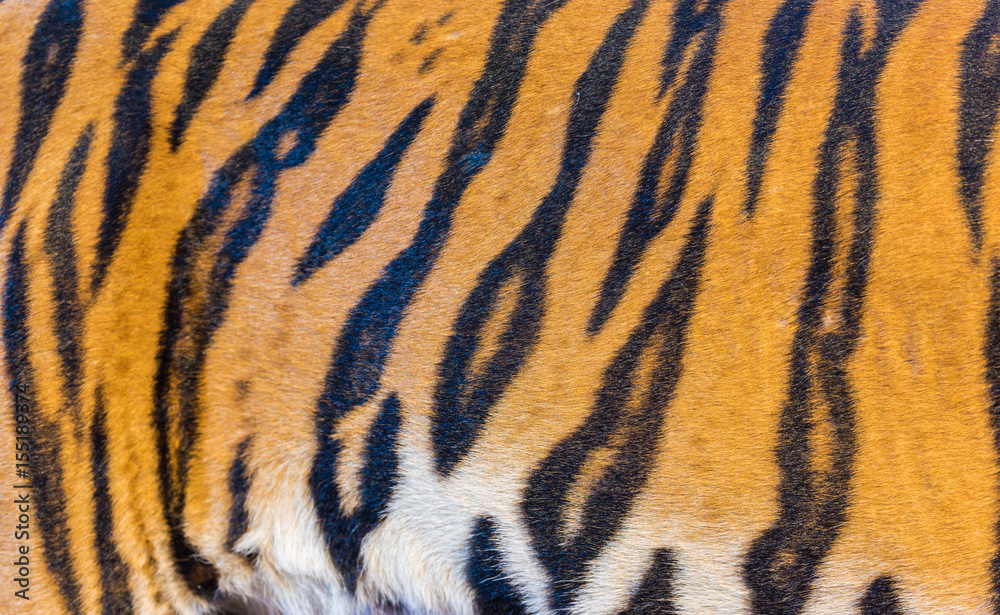 Tiger Fur, Tiger Leather Tiger Fur, Tiger Leather