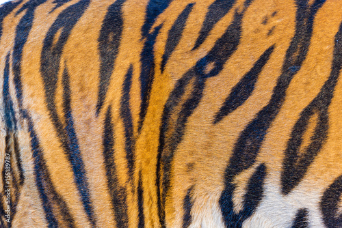 Fototapeta Naklejka Na Ścianę i Meble -  Tiger Fur, Tiger Leather