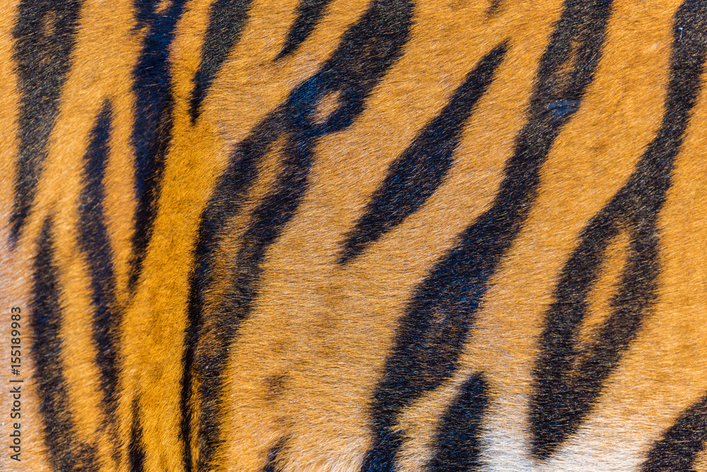 Tiger Fur, Tiger Leather Tiger Fur, Tiger Leather