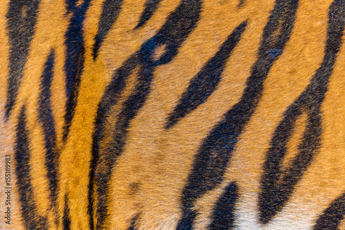 Fototapeta Naklejka Na Ścianę i Meble -  Tiger Fur, Tiger Leather