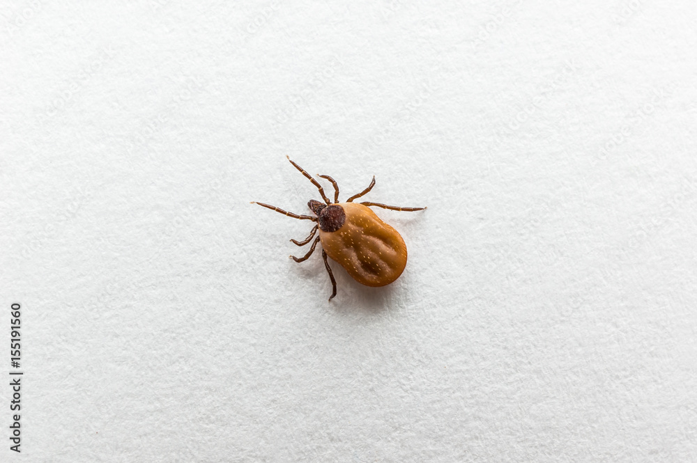 Tick filled with blood crawling on white paper Tick filled with blood crawling on white paper