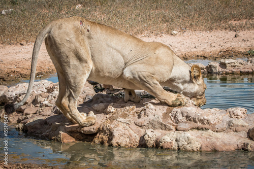 Lioness drinking from a waterhole.