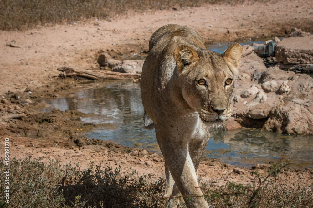 Fototapeta premium Lioness standing at a waterhole.