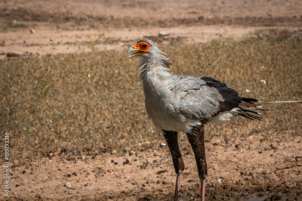 Fototapeta premium Secretary bird standing at a waterhole.
