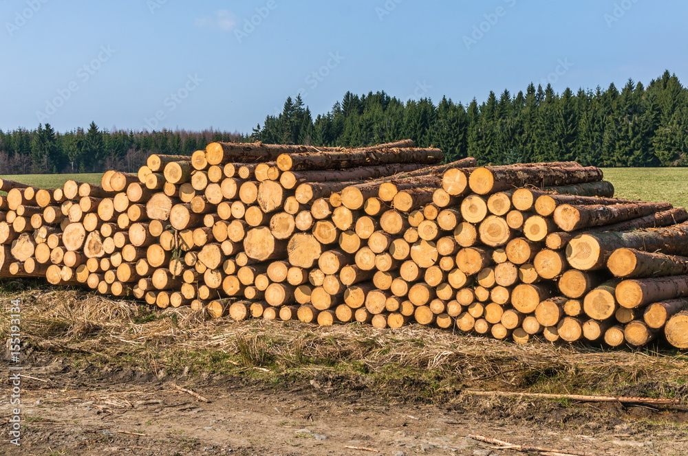 Wooden logs or trunks of trees cut and stacked on the ground