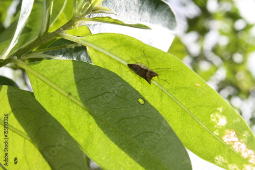 Bug on Leaf