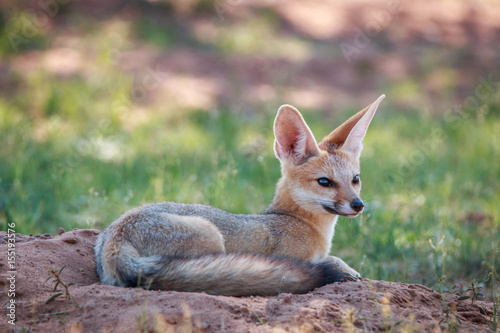 Cape fox laying down in the sand.