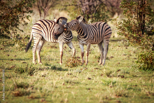 Two Zebras bonding in Etosha.