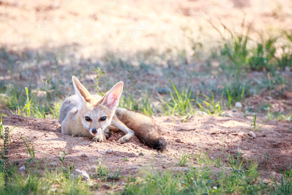 Cape fox laying in the sand in Kgalagadi.