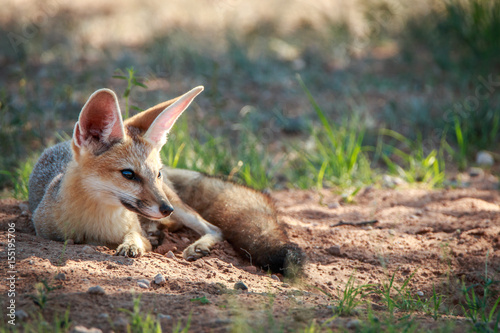 Cape fox laying in the sand in Kgalagadi.