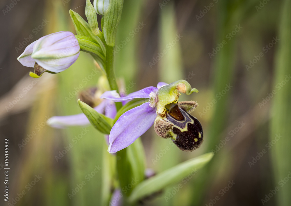ophrys apifera (Bee orchid) wild flowers in nature ophrys apifera (Bee orchid) wild flowers in nature