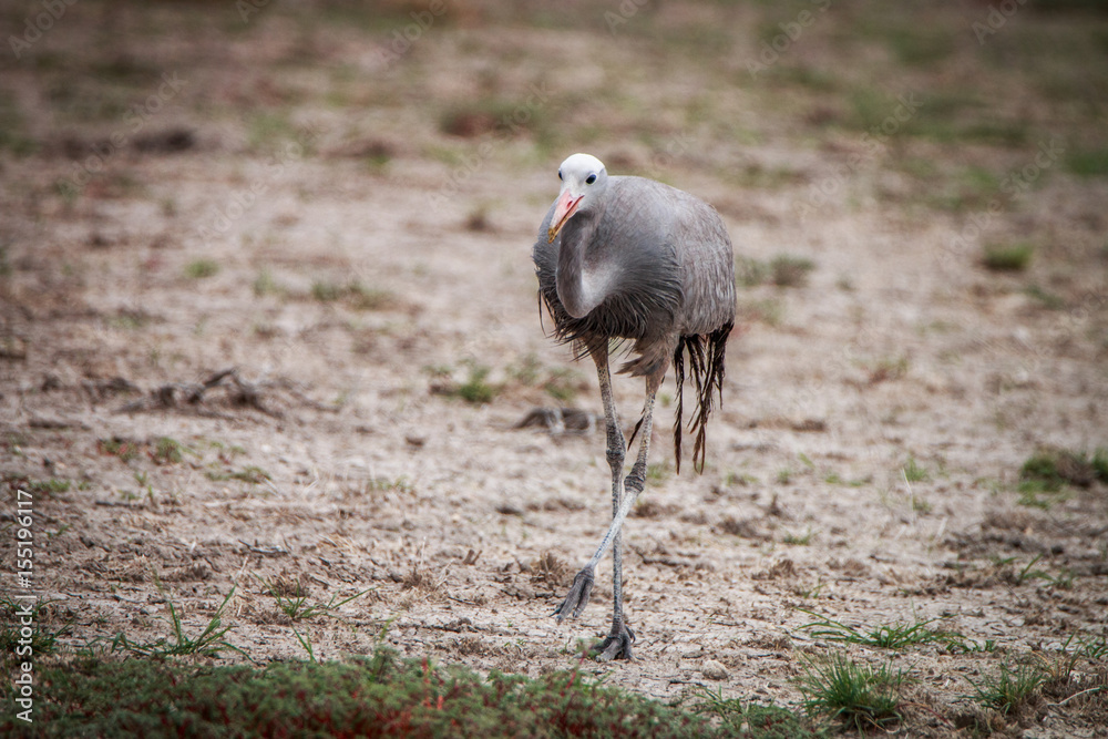 Obraz premium Blue crane walking in the grass.