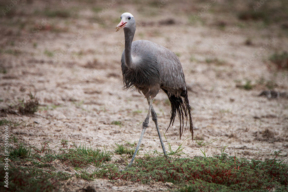 Fototapeta premium Blue crane walking in the grass.