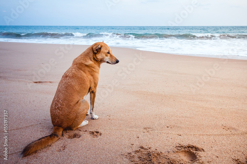 A stray dog on a beach looking out towards the ocean in Sri Lanka