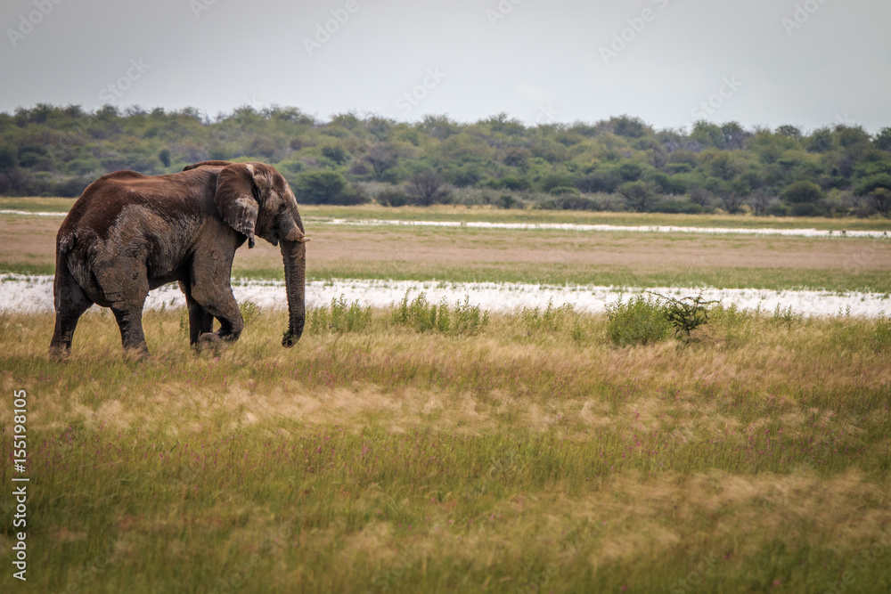 Fototapeta premium Side profile of an Elephant in Etosha.