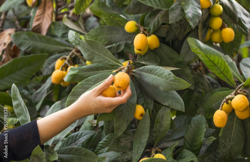 Fuit picker -  Stock Image