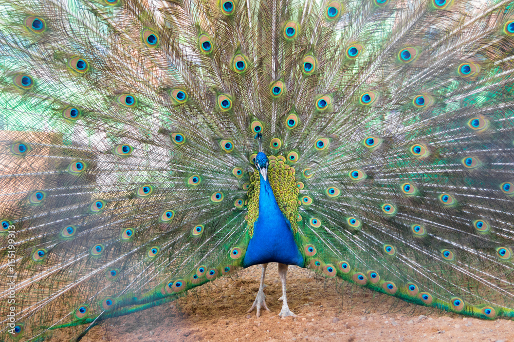 Obraz premium Павлин