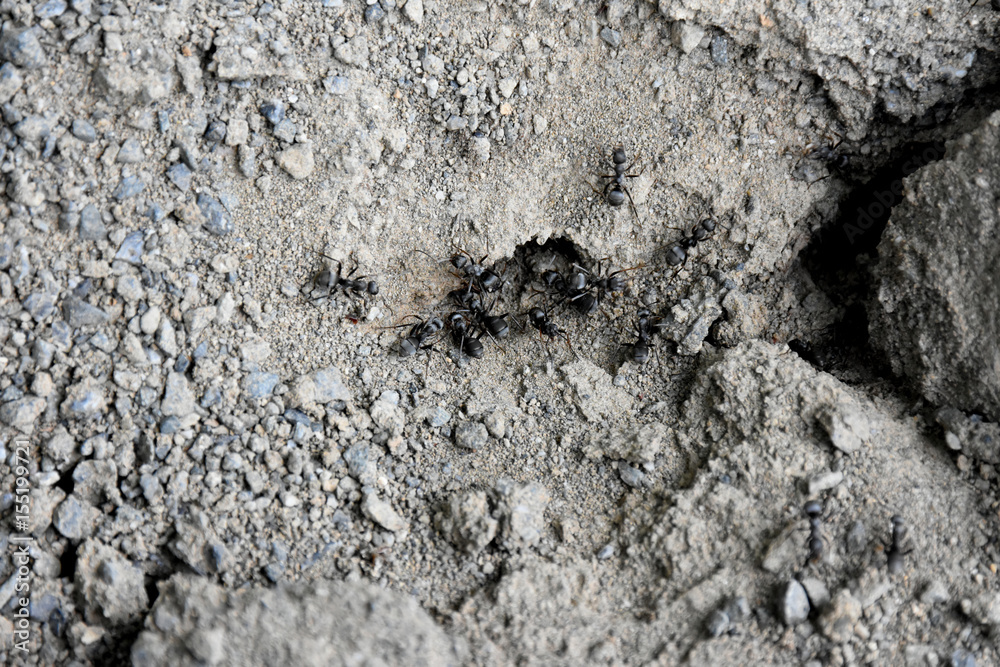 Fototapeta premium 活動する蟻(アリの巣)。(働き方改革、仕事、働く、集中などのイメージ)周囲に文字スペース