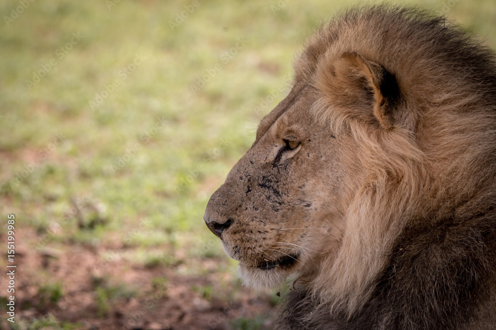 Fototapeta premium Side profile of a big male Lion.