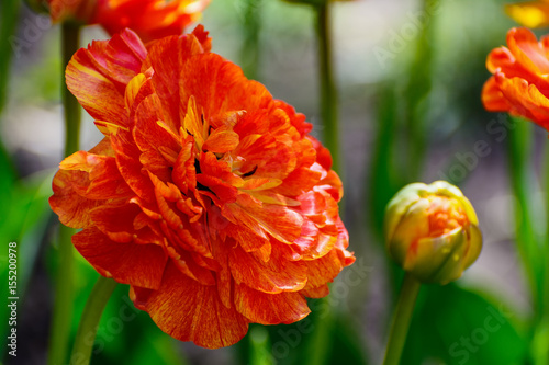 Multilobed, terry orange and yellow tulip in a spring garden. photo