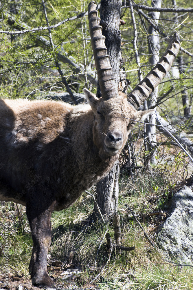 Lo stambecco alpino,ripreso nel parco del Gran Paradiso Lo stambecco alpino,ripreso nel parco del Gran Paradiso