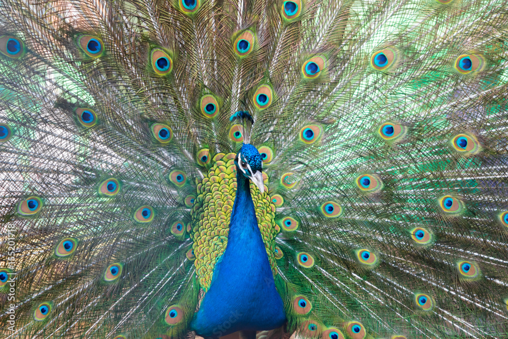 Obraz premium Павлин