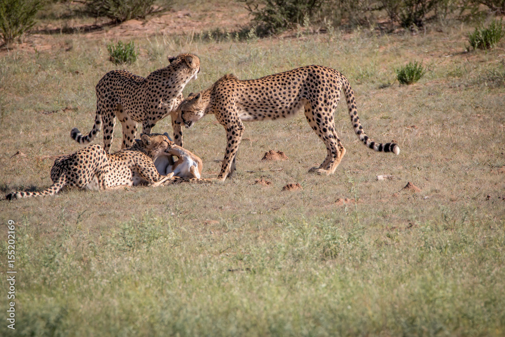 Cheetahs with a Springbok kill in Kgalagadi. Cheetahs with a Springbok kill in Kgalagadi.