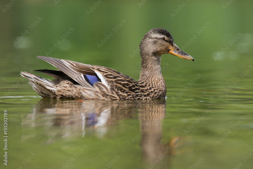 Fototapeta premium Mallard, Duck, Anas platyrhynchos