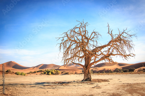 Dead tree in the Sossusvlei desert. © simoneemanphoto