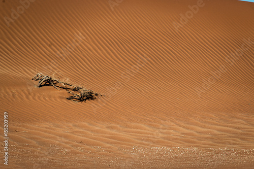 Sand dunes in the Namib desert.