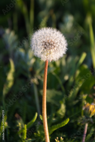 Dandelions