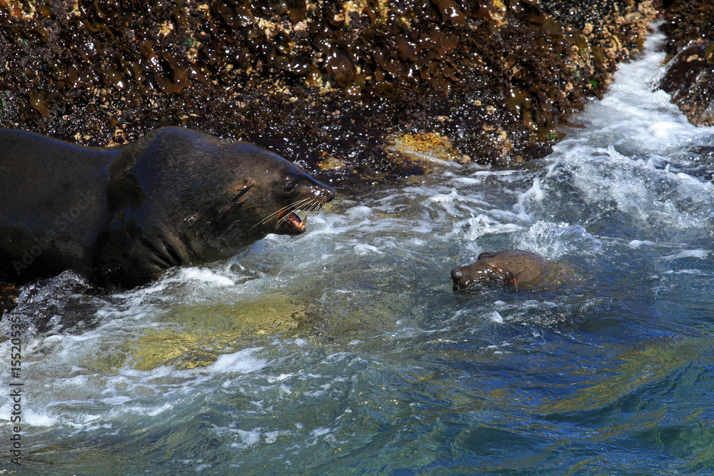 Brown fur seal, Seal Island, South Africa Brown fur seal, Seal Island, South Africa