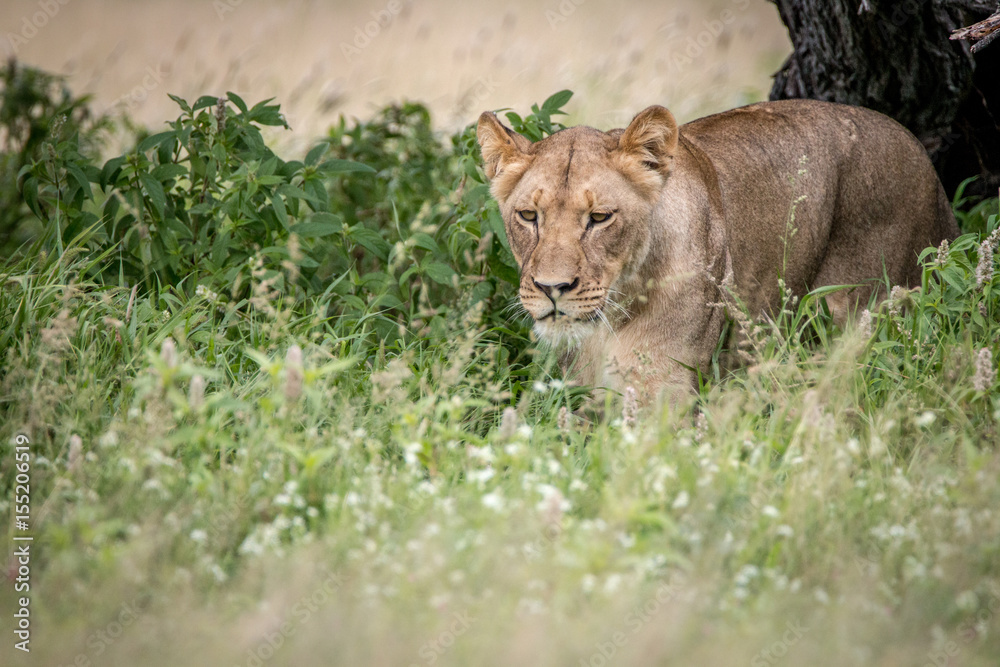Fototapeta premium Lion walking towards the camera in the high grass.