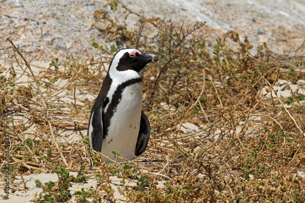 Fototapeta premium African penguin, Cape town, South Africa