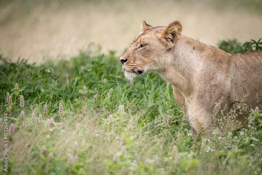 Side profile of a Lion in the high grass. Side profile of a Lion in the high grass.