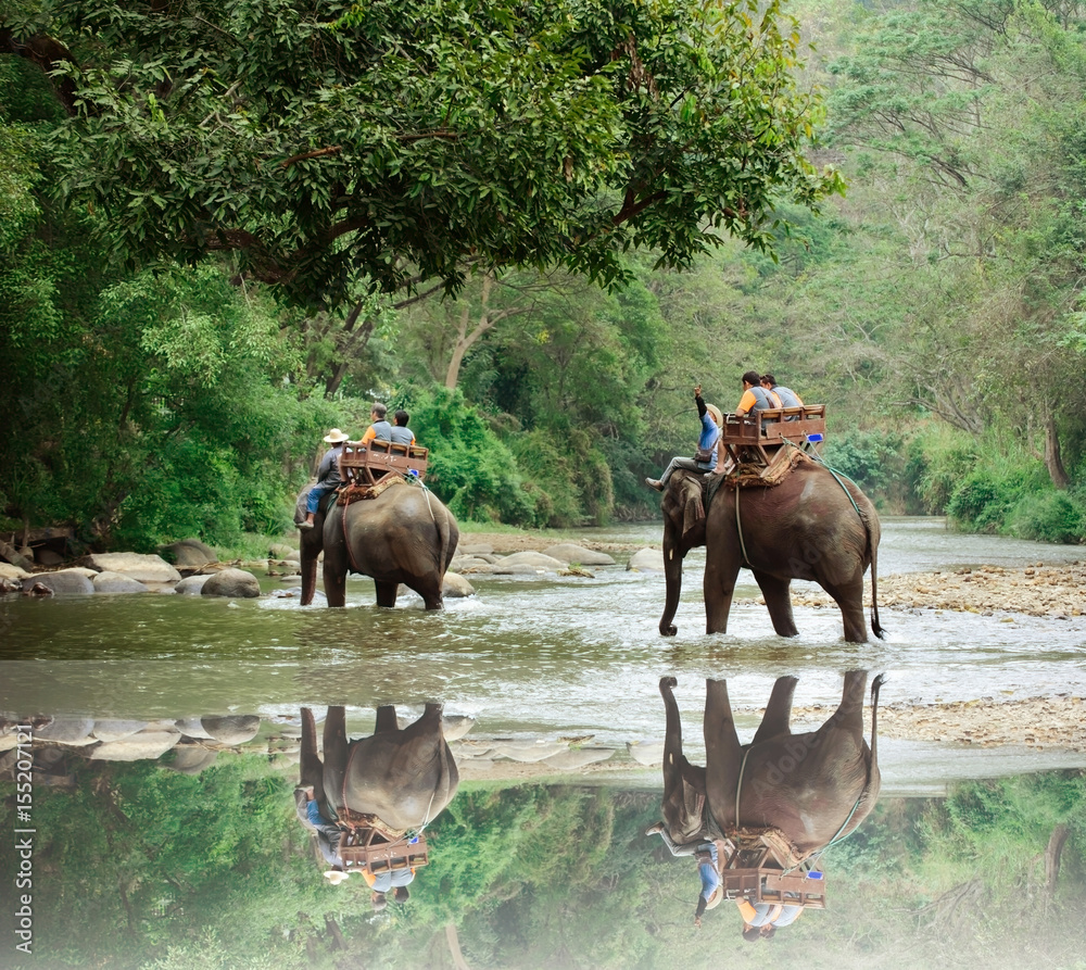 Fototapeta premium Elephant trekking through jungle in northern Thailand