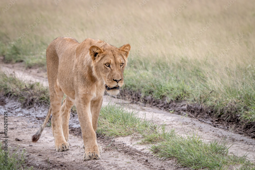 Naklejka premium Lion walking in the sand in the Kalahari.