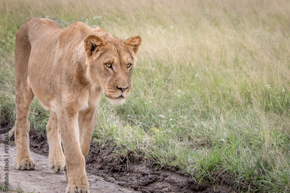Fototapeta premium Lion walking in the sand in the Kalahari.