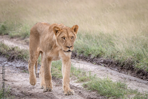 Lion walking in the sand in the Kalahari.