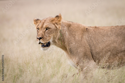 Fototapeta Naklejka Na Ścianę i Meble -  Side profile of a Lion in the high grass.