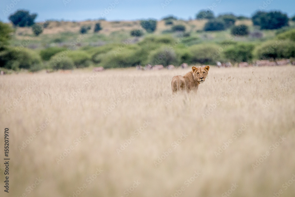 Fototapeta premium Lion standing in the grass and looking back.