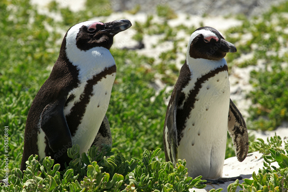 Obraz premium African penguin, Cape town, South Africa