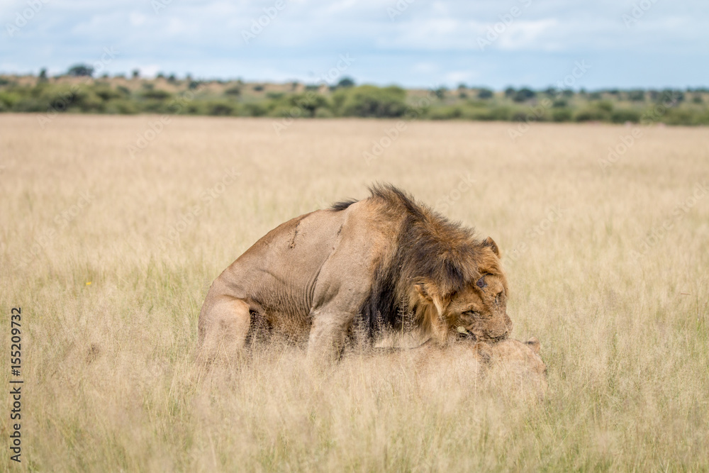Lion couple mating in the high grass. Lion couple mating in the high grass.