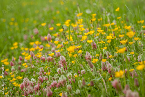 wild field flowers on green grass background