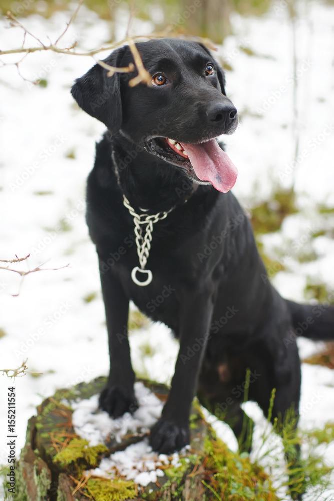 Black Labrador dog posing on a wooden stump in winter forest Black Labrador dog posing on a wooden stump in winter forest