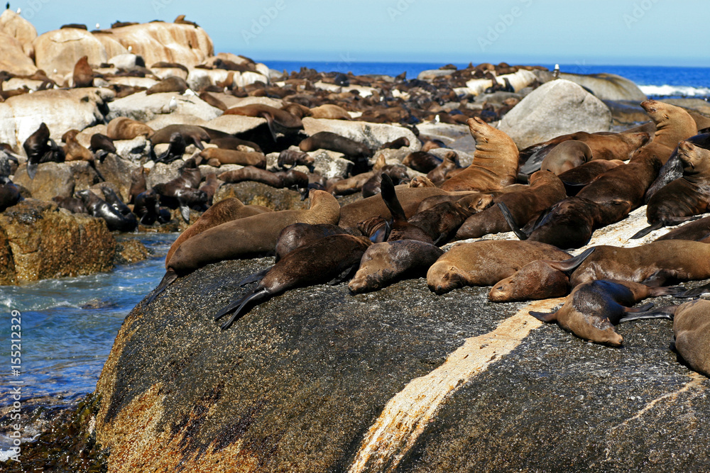 Brown fur seal, Seal Island, South Africa