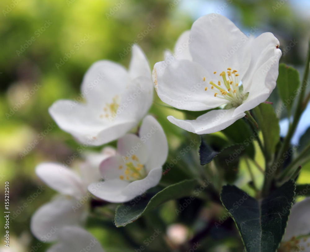 White flowers